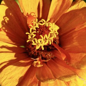 orangene Blüte in der Sonne